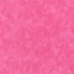 Pink Carnation
