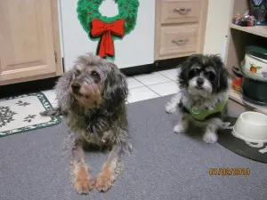 George & Li'l Sis Gracie